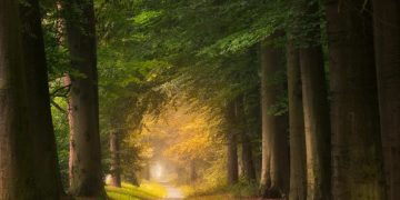 Tree Pollarding Glasgow: What To Do and What Not To Do