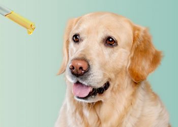 Will CBD get my dog high? 