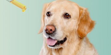 Will CBD get my dog high? 