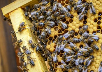 Understanding the Symbolism Behind Bees and Honey Throughout History