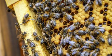 Understanding the Symbolism Behind Bees and Honey Throughout History