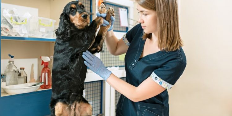 Most Important Questions To Ask A Black Labrador Breeder Before Making Your Purchase