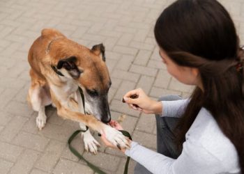 Yogurt Dog Treats: What You Need To Know