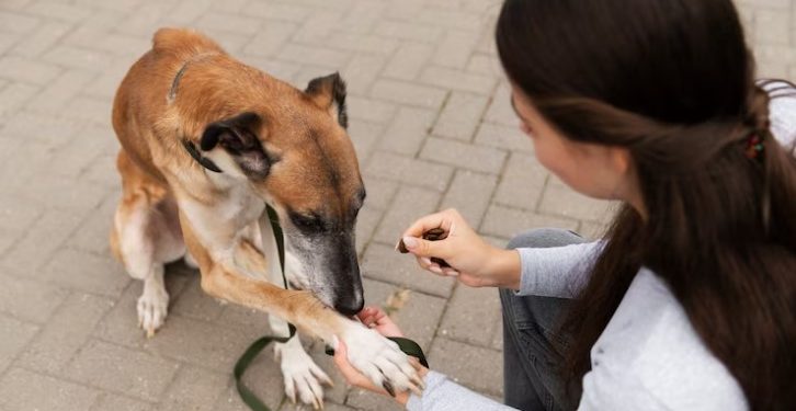 Yogurt Dog Treats: What You Need To Know