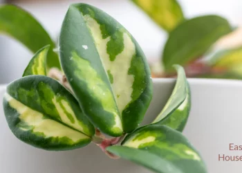 How to Choose the Right Houseplants for Your Home