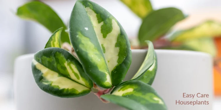 How to Choose the Right Houseplants for Your Home