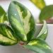 How to Choose the Right Houseplants for Your Home