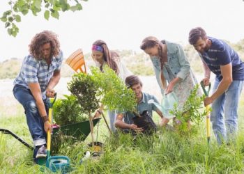 What is the Best time to Plant Trees and Shrubs?