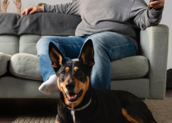 Safe and Comfortable Flying with Your French Bulldog