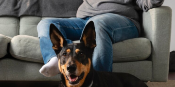 Safe and Comfortable Flying with Your French Bulldog