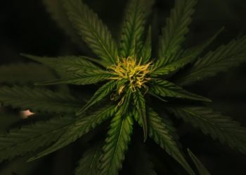 Growers Guide for Cultivating Mars OG Cannabis