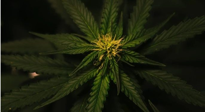 Growers Guide for Cultivating Mars OG Cannabis