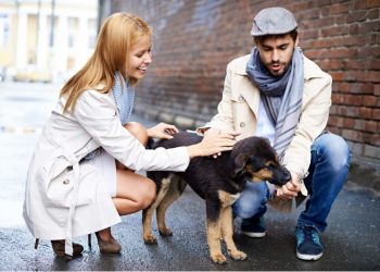 Decoding Pet Insurance For Your Furry Friend