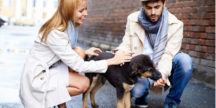 Decoding Pet Insurance For Your Furry Friend