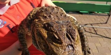 Understanding and Addressing Bearded Dragon Obesity: A Comprehensive Guide