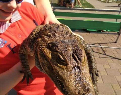 Understanding and Addressing Bearded Dragon Obesity: A Comprehensive Guide