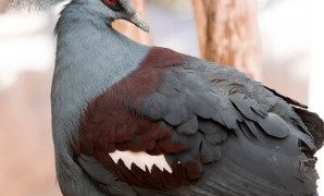 African Grey parrots