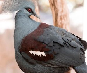 African Grey parrots