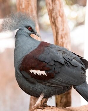 African Grey parrots