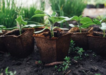 Sustainable Landscaping Practices for North Atlanta Homes