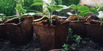 Sustainable Landscaping Practices for North Atlanta Homes