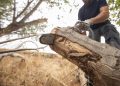 The Vital Role of Professional Tree-Cutting Services