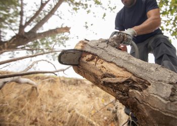 The Vital Role of Professional Tree-Cutting Services