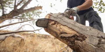 The Vital Role of Professional Tree-Cutting Services