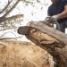 The Vital Role of Professional Tree-Cutting Services