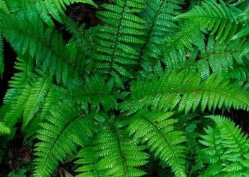 Embracing the Evergreen Charm: Christmas Fern Benefits in Shade Gardens