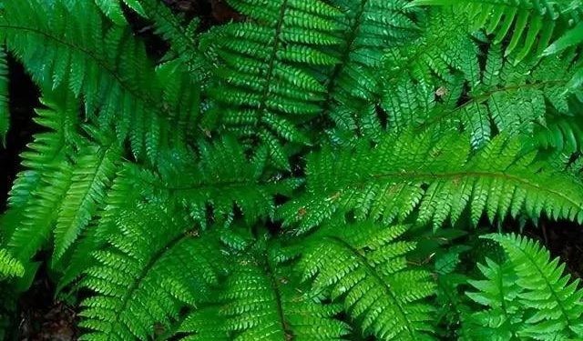 Embracing the Evergreen Charm: Christmas Fern Benefits in Shade Gardens