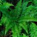 Embracing the Evergreen Charm: Christmas Fern Benefits in Shade Gardens