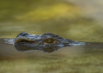 Crazy Scary Creatures Found in Pipes: A Homeowner’s Nightmare