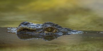 Crazy Scary Creatures Found in Pipes: A Homeowner’s Nightmare