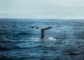 Unlocking the Full Experience: Your Definitive Whale Watch Dunsborough Guide