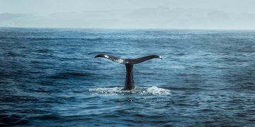 Unlocking the Full Experience: Your Definitive Whale Watch Dunsborough Guide