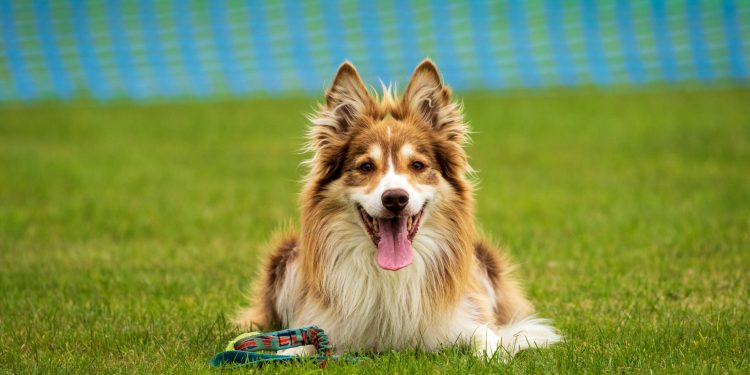 Can Dog Training Techniques Improve Behavioral Issues Long-Term?