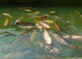 Do You Need to Feed Fish in Ponds?