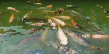 Do You Need to Feed Fish in Ponds?