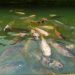 Do You Need to Feed Fish in Ponds?