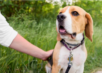 Pet ID Tags: A Small Accessory with Big Importance for Your Pet’s Safety