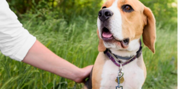 Pet ID Tags: A Small Accessory with Big Importance for Your Pet’s Safety