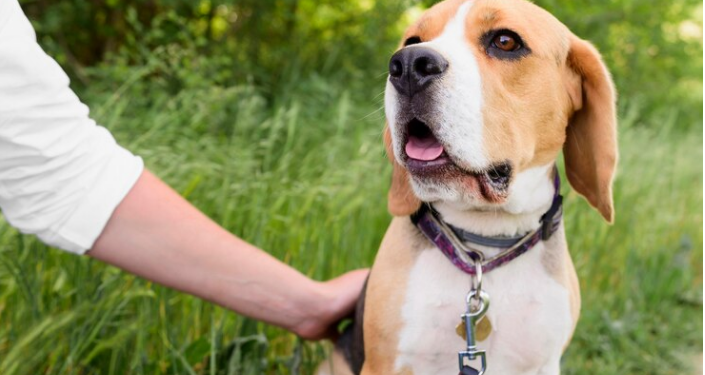 Pet ID Tags: A Small Accessory with Big Importance for Your Pet’s Safety