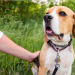 Pet ID Tags: A Small Accessory with Big Importance for Your Pet’s Safety