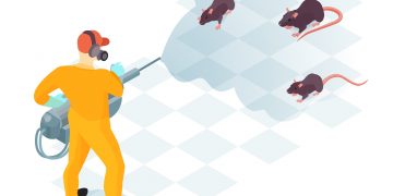 Why Pest Control Huntsville AL is Your Best Defense Against Termite Havoc