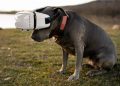 Innovative Pet Tech Gadgets to Make Life Easier for You and Your Pets