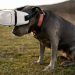 Innovative Pet Tech Gadgets to Make Life Easier for You and Your Pets