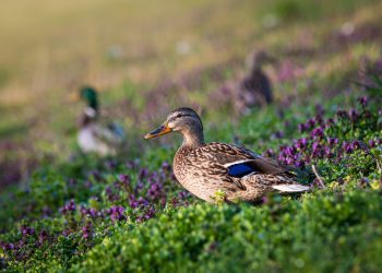 Best Duck Calls for Different Hunting Conditions
