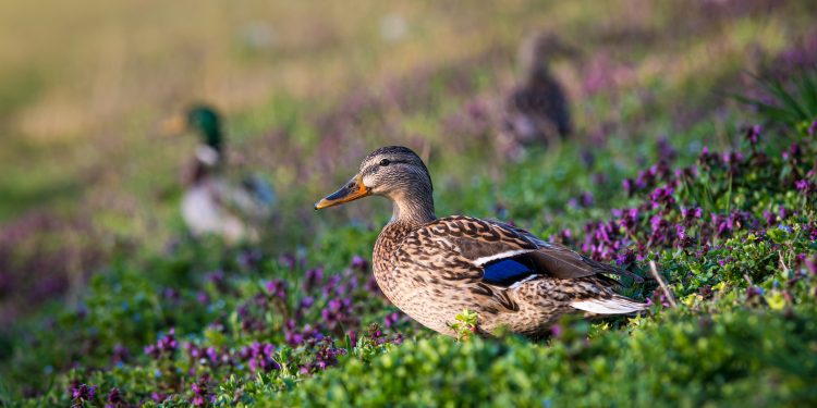Best Duck Calls for Different Hunting Conditions