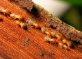 Is Termite Control worth It?